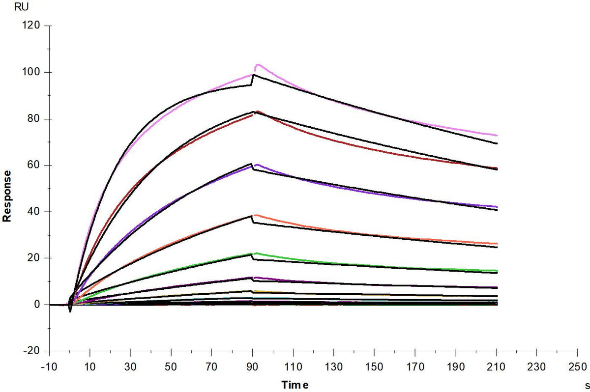 TfR/CD71 His Tag Protein, Human
