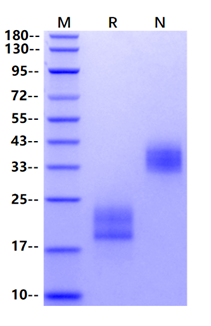 IL-17F Protein, Rat