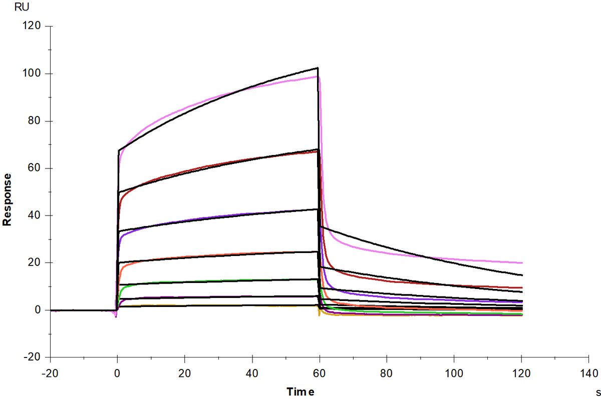 IFN-alpha/beta R1 Fc Chimera Protein, Human
