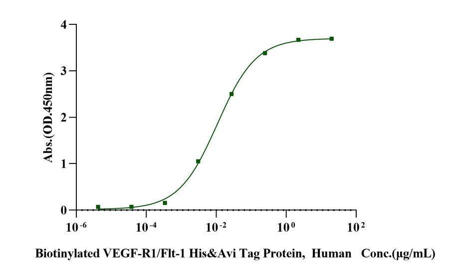 Biotinylated VEGF-R1/Flt-1 His&Avi Tag Protein, Human