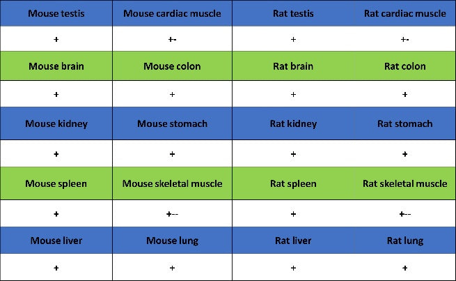 GORASP2 Recombinant Rabbit mAb (S-2526-47)