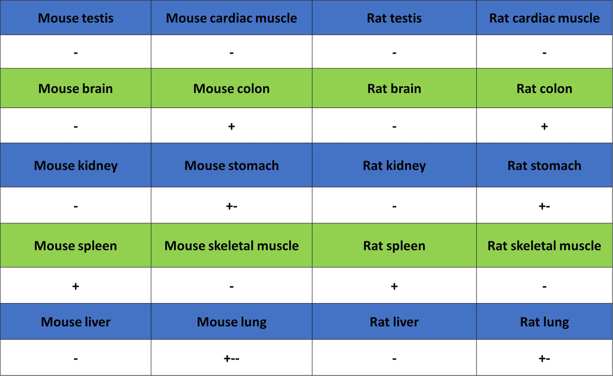 IKZF1 Recombinant Rabbit mAb (S-4176-17)