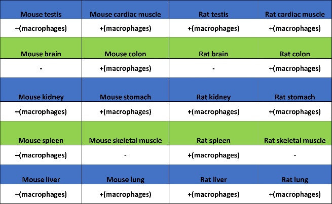 Sialoadhesin/CD169 Recombinant Rabbit mAb (SDT-3228-8)