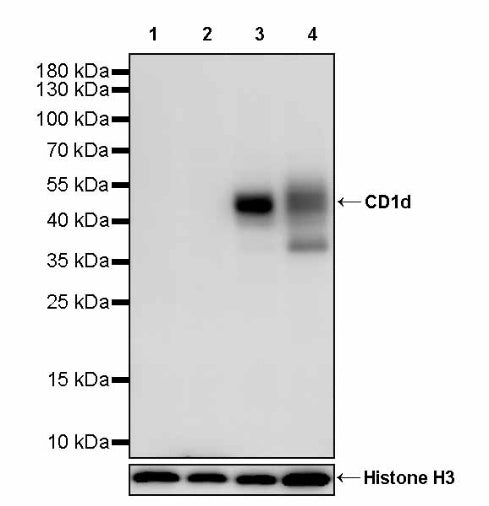 CD1d Recombinant Rabbit mAb (S-2686-138)