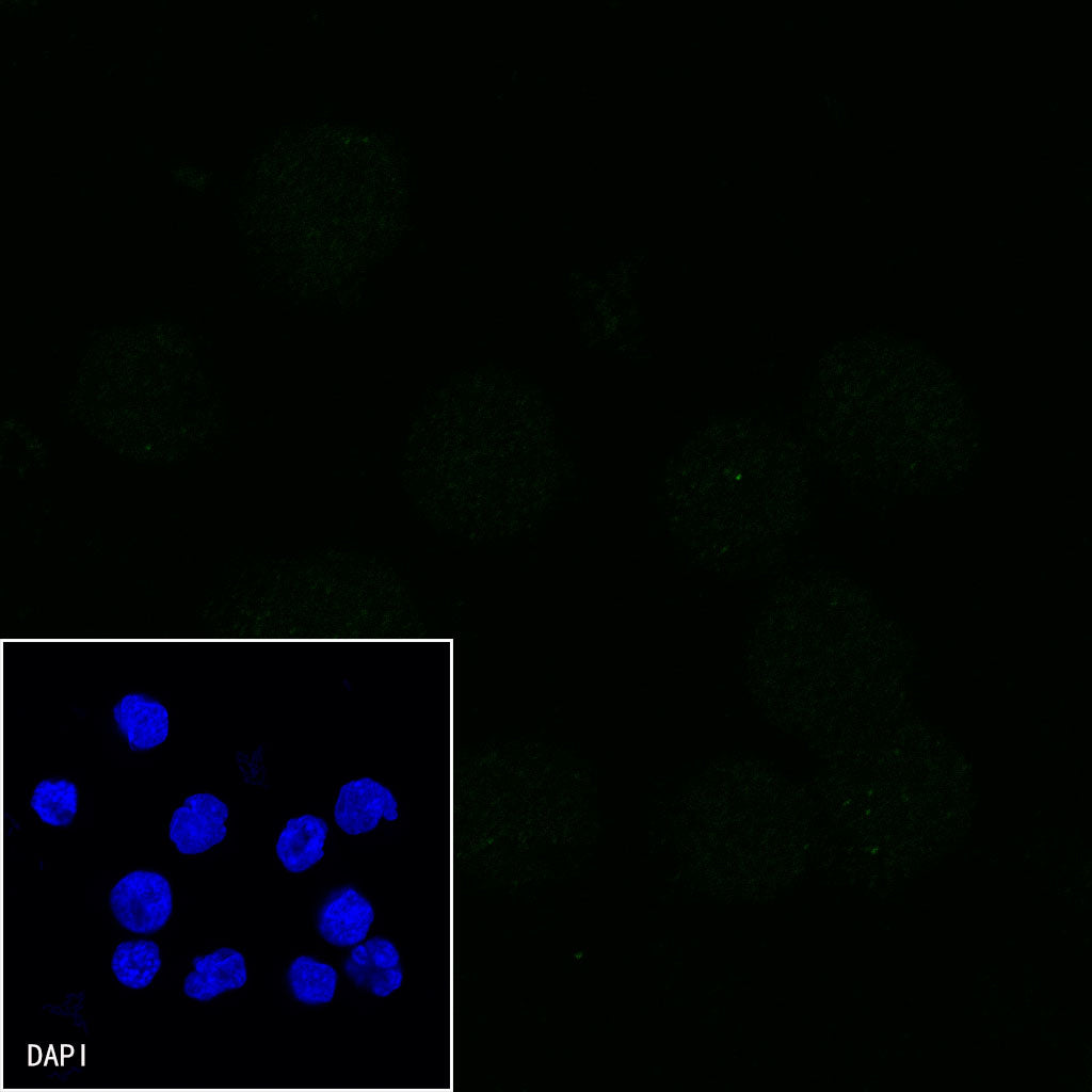 CD2 Mouse mAb (S-633-25)