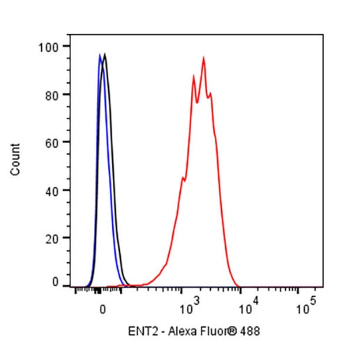 ENT2 Rabbit Polyclonal Antibody