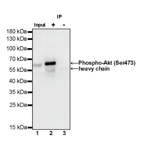 Phospho-Akt (Ser473) Antibody Duo