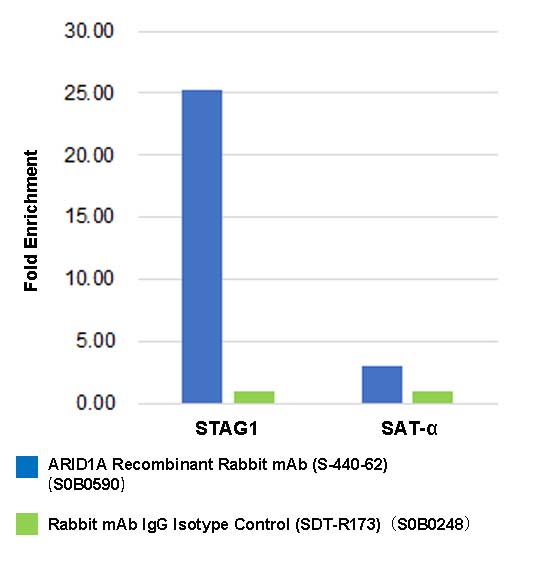 ARID1A Recombinant Rabbit mAb (S-440-62)