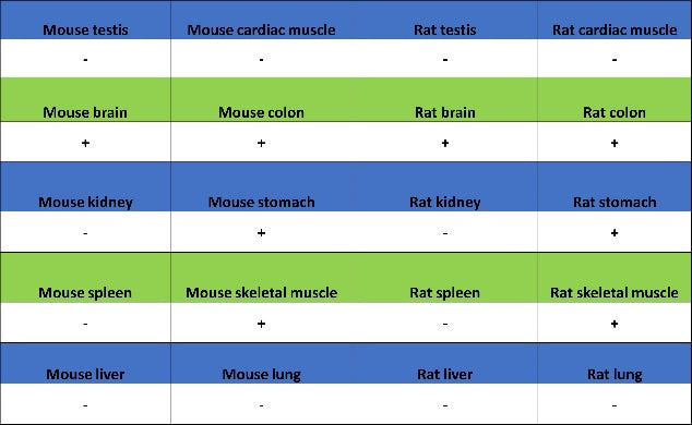 nNOS Recombinant Rabbit mAb (S-1641-70)