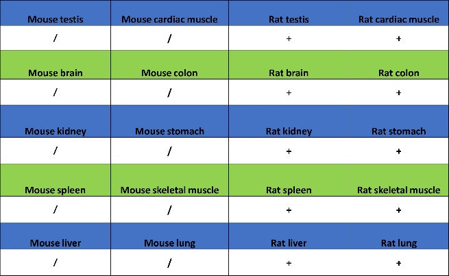 DNA Ligase IV/LIG4 Recombinant Rabbit mAb (S-2237-64)