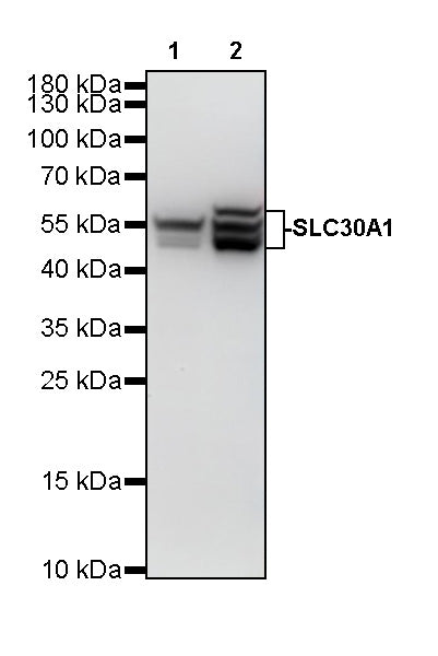 SLC30A1 Recombinant Rabbit mAb (S-4322-3)