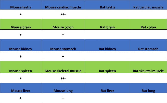 Integrin beta 4 Recombinant Rabbit mAb (S-1625-170)