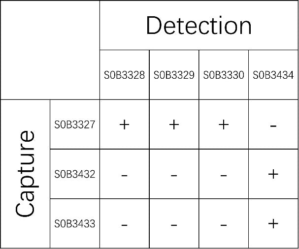 GFAP Recombinant Rabbit mAb (SDT-1561-107)