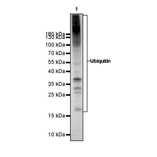 Product image media