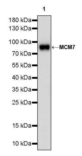 MCM7 Recombinant Rabbit mAb (S-828-221)