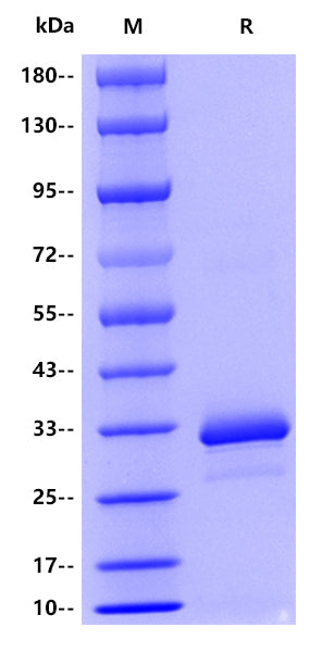 IgG4 Fc His tag Protein, Human