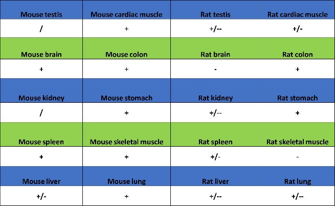 Vinculin Recombinant Rabbit mAb (S-1635-3)