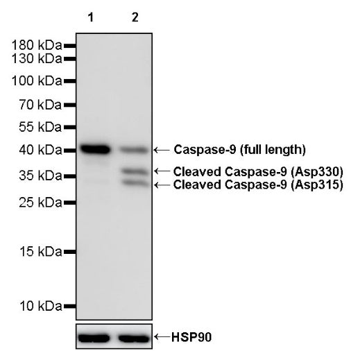 Caspase-9 (Asp330) Recombinant Rabbit mAb (S-1531-8)