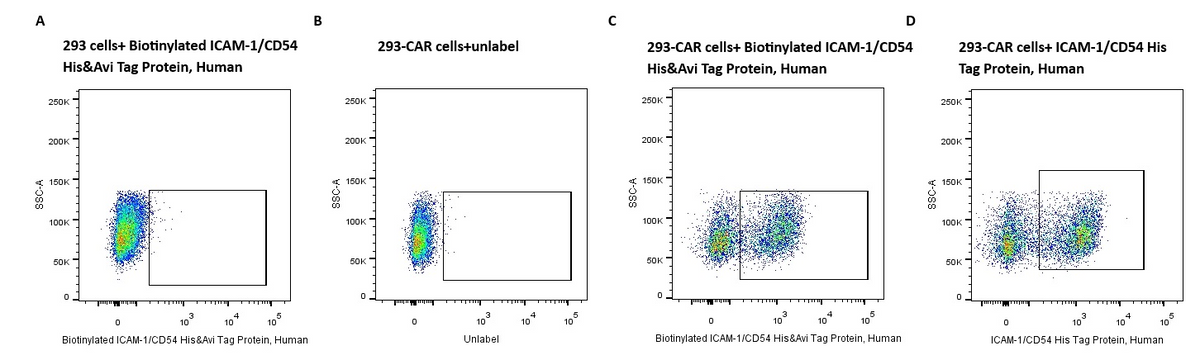 Biotinylated ICAM-1/CD54 His&Avi Tag Protein, Human