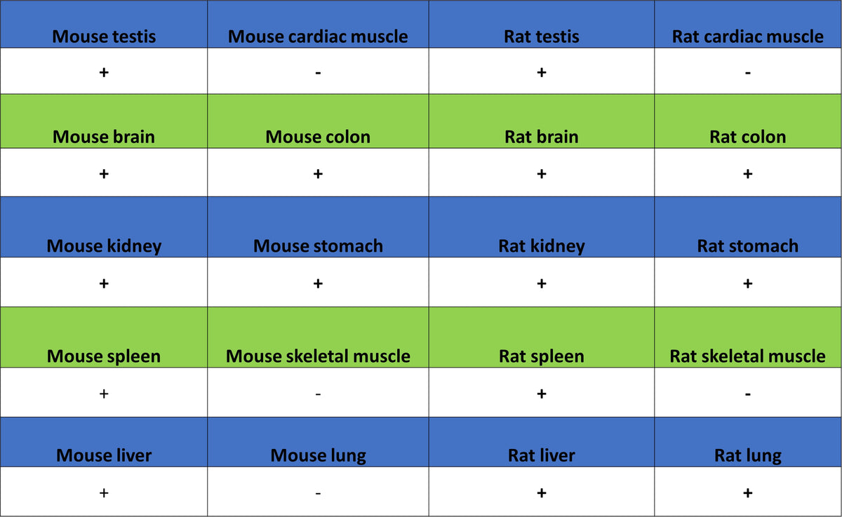 GFPT1 Recombinant Rabbit mAb (S-4752-19)