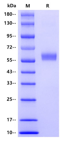 IFN-β hFc Tag Protein, Mouse