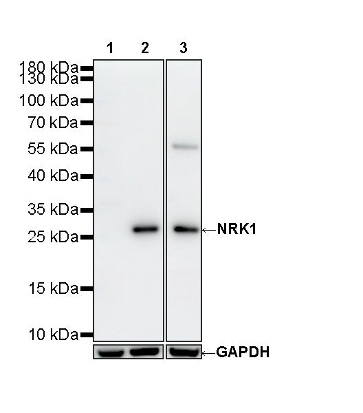 NRK1 Recombinant Rabbit mAb (S-4979-71)