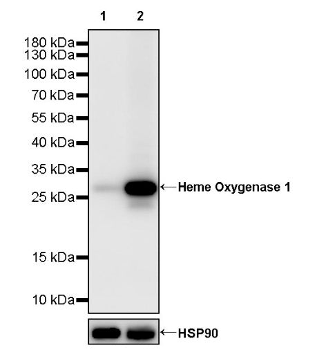 Heme Oxygenase 1 Recombinant Rabbit mAb (S-2614-1)
