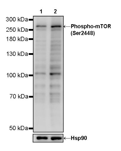 Phospho-mTOR (Ser2448) Recombinant Rabbit mAb (S-705-7)