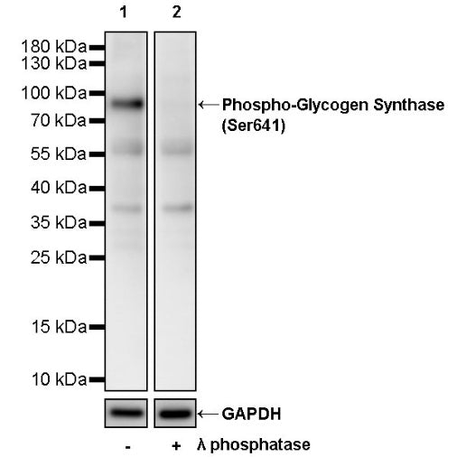 Phospho-Glycogen Synthase (Ser641) Rabbit Polyclonal Antibody