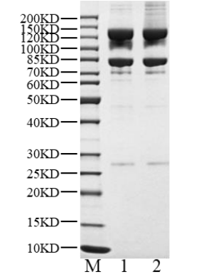 p110δ/p85α Protein, Human