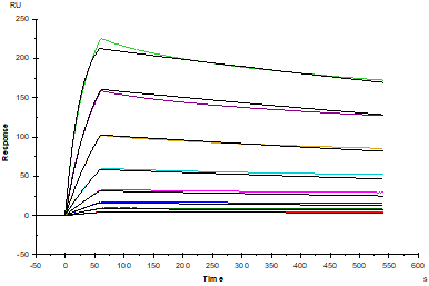 EGFR Fc Chimera Protein, Human