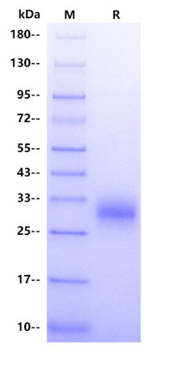 Human LAIR1/CD305 Protein, His tag