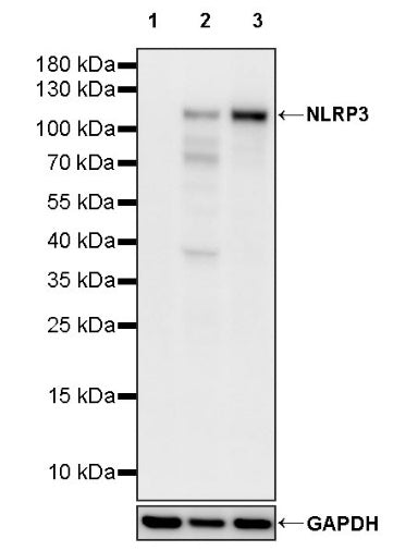 NLRP3 Recombinant Rabbit mAb (S-1390-58)