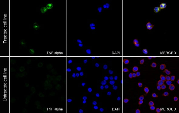 TNF alpha Recombinant Rabbit mAb (S-2506-69)