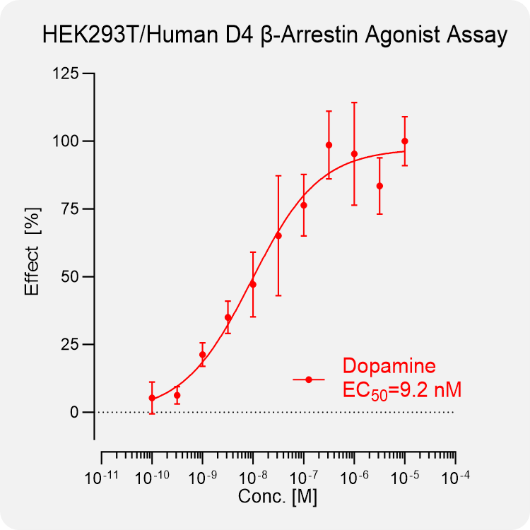 HEK293T Human D2S Arrestin Stable Cell