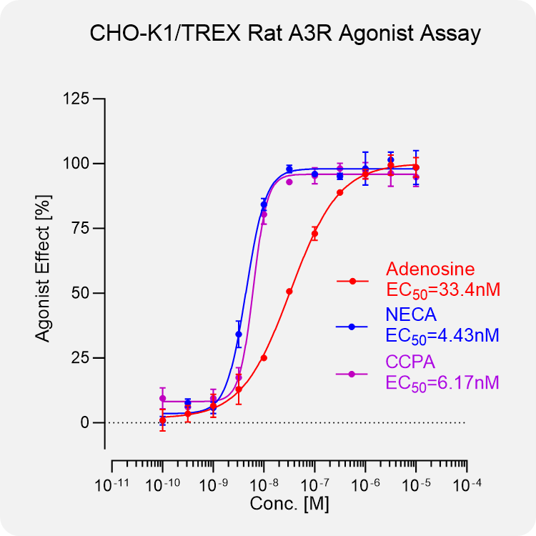 CHO-K1 TREX Rat A3R Stable Cell
