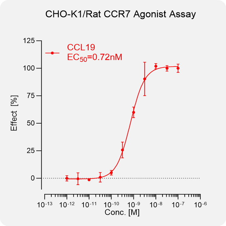 CHO-K1 Rat CCR7 Stable Cell