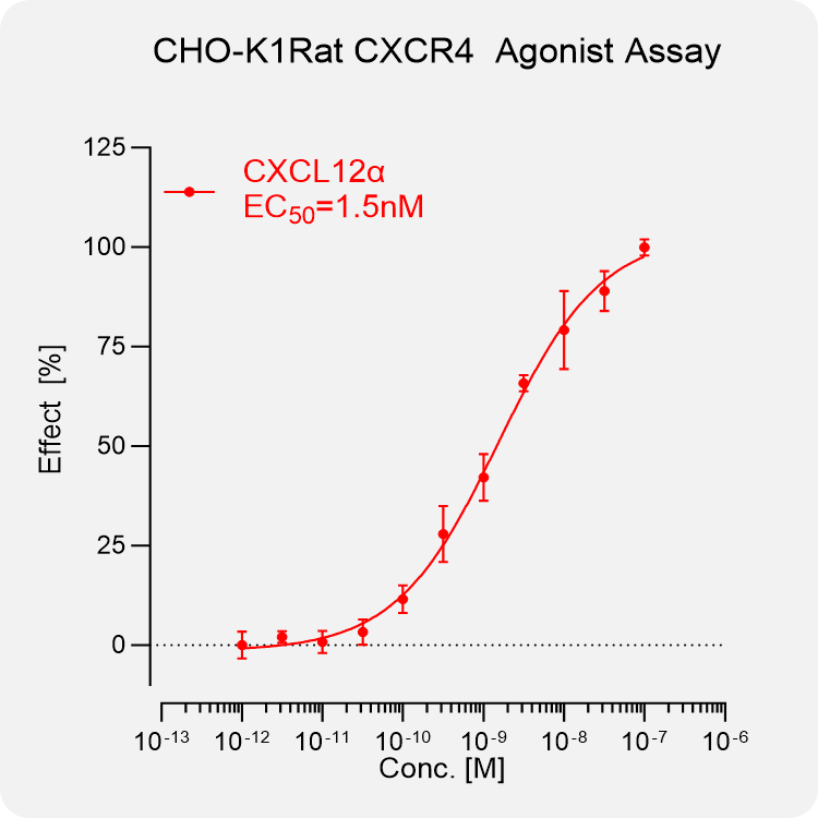 CHO-K1 Rat CXCR4 Stable Cell