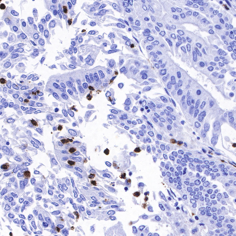 Lysozyme Recombinant Rabbit mAb (SDT-R176)