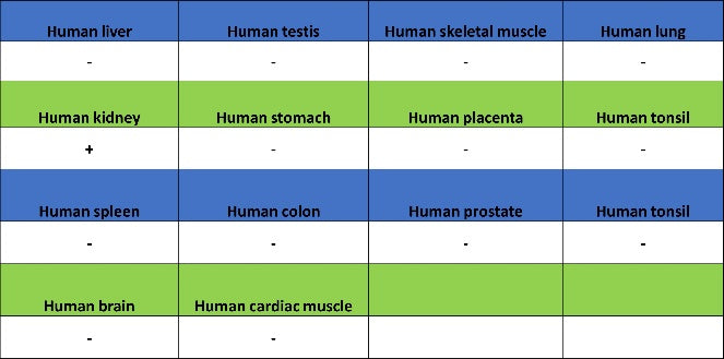 NPHS2 Recombinant Rabbit mAb (S-1824-36)