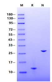 IL-5 Protein, Human