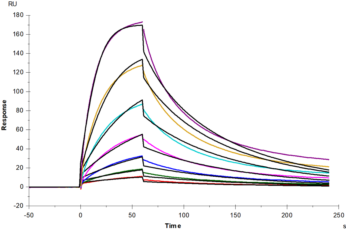 CD58/LFA-3 His Tag Protein, Human