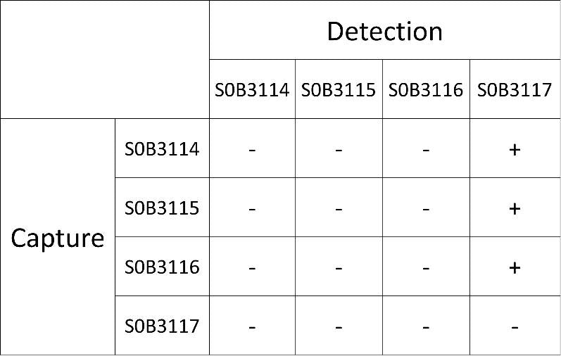 Thrombin Recombinant Rabbit mAb (SDT-293-14)