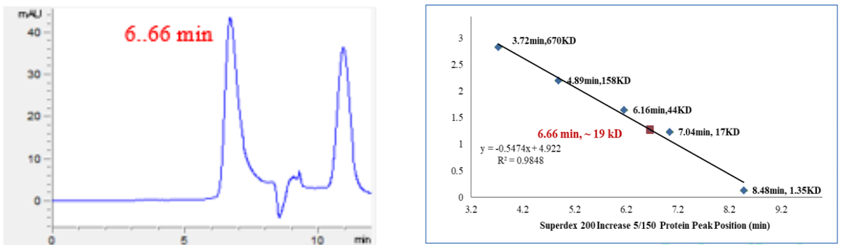 Cyclin E1 His Tag Protein, Human