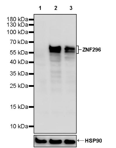 ZNF296 Recombinant Rabbit mAb (S-2675-58)
