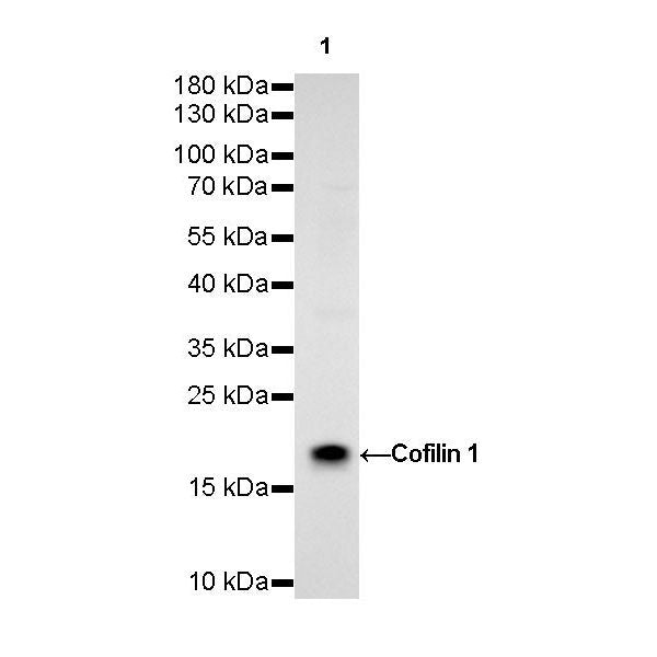 Product image media