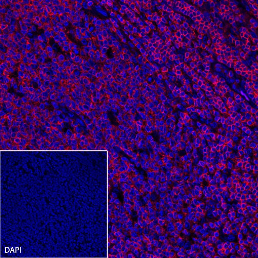 CD45 Recombinant Rabbit mAb (Alexa Fluor® 594 Conjugate) (S-R035)
