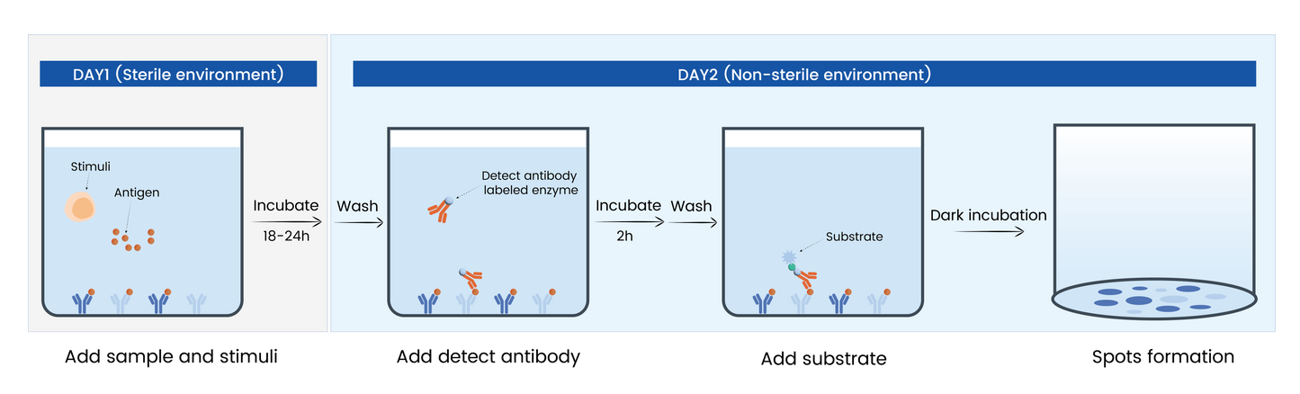 StepSlim Human IFN-γ(HRP)ELISpot Kit