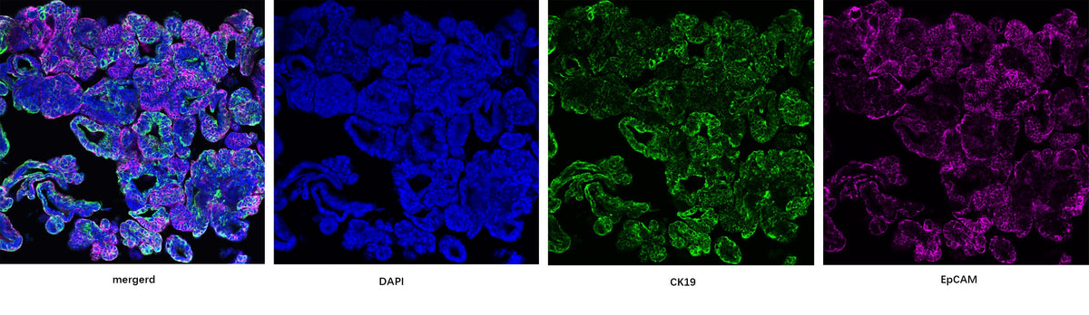 Activin A Protein, Human/Mouse/Rat (High Active)