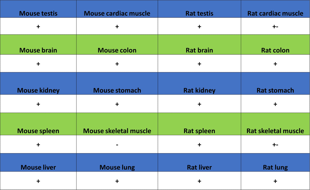 COPZ1 Recombinant Rabbit mAb (S-4445-53)